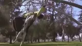 Miracle dog stunt   Чудо пес каскадер