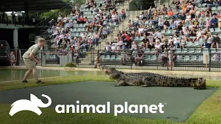 El asombroso espectáculo de un cocodrilo en el zoológico | Los Irwin | Animal Planet