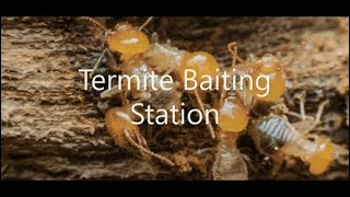 termite baiting station