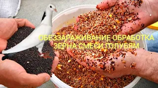 Обеззараживание корма голубям/Disinfecting feed for handling pigeons