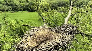 Decorah North Eagles Cam 05-26-2018 09:12:36 - 10:09:40