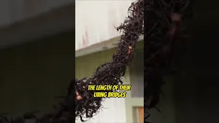 Army Ants Build Bridge to Reach Wasp Nest! #shorts #socialmediaroulette