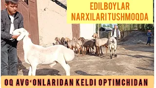 OQ AVGʻONLARDAN KELDI YANGI OBUNACHI NARXLARDI TUSHURDI