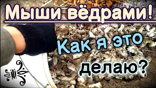 МНОЖЕСТВО МЫШЕЙ! Как избавиться от мышей Что делать? нашествие мышей