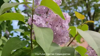 Lilac blooms beautifully.  Бузок - один з найкрасивіших квітучих чагарників. Шикарно цветёт сирень.