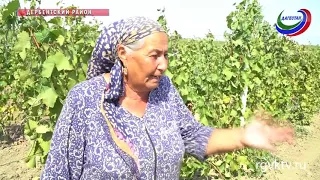 Уборка винограда в самом разгаре. В республике собрано более 100 тысяч тонн
