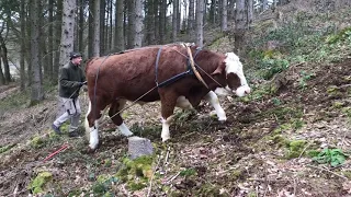 Ochse Käferholz schleppen