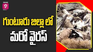 Bird Flu Virus Tension in Guntur District | AP News | Prime9 News