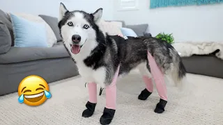 Testing TikTok Dog Products With My Huskies!