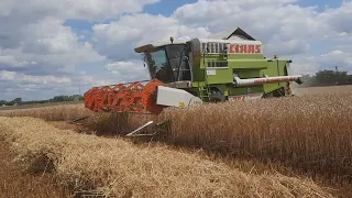 Żniwa 2023 Claas Mega 204. Ursus C-360