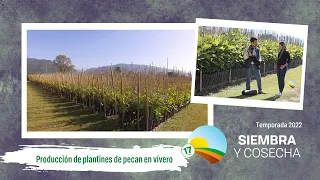 SIEMBRA Y COSECHA TV: Producción de plantines de pecan en vivero