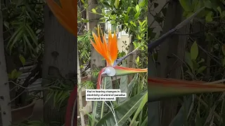 Will this bird of paradise sing? Let’s find out with a PlantWave plant music device