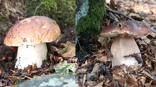 Gioielli nel bosco - funghi porcini agosto 2023