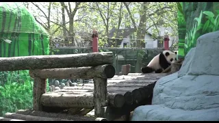 ХоЖу, БроЖу, кРасОтУ наВожУ МосКовсКиЙ зооПарк🐼🤣🔥👍🥰😁baBy panDa Moscow zoo🐼🤣🔥👍🥰😁