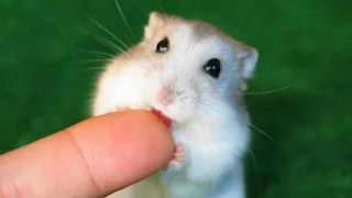 Funny Hamsters Videos | Funny and Cute Moment of the Animals #3