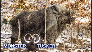 Monster Tusker - BH 20 - Wild boar driven hunt and hog shooting during the winter in 4K resolution