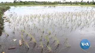 Rising Salinity Threatens Rice Crop on Southeast Asia's Sinking Coastline