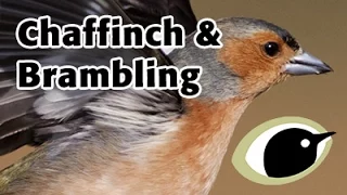 BTO Bird ID - Chaffinch & Brambling
