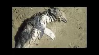 dead penguin