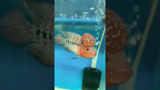 SRD FLOWERHORN CROSS HEAD