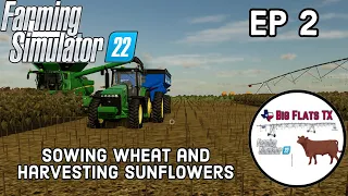 Sowing Wheat and Harvesting Sunflowers | EP 2 | Texas Panhandle Farm | FS 22