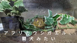 アフリカウシガエル、闘犬みたい 😂 #africanbullfrog #frog #ペット #蛙 #animal #pet #アフリカウシガエル #omg