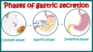 Phases of gastric secretion | Three phases (cephalic, gastric, and intestinal) of gastric secretion