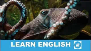 Inky, the Octopus Escapes from New Zealand Aquarium - Story with Subtitles