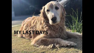 Watching my dog die from cancer. The last days of Kanon