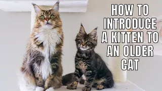 5 Tips on Introducing a Kitten to an Older Cat