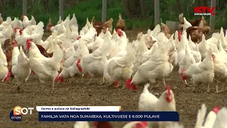 Familja Vata nga Suhareka, kultivuese e 6000 pulave 20 04 2022