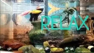 лучший расслабляющий аквариум в 4K UHD 🐠 Anti-Stress Music, Relax and Meditation.Релакс музыка.