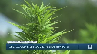 Struggling CBD farmers hopeful after research finds CBD may help with COVID-19 side effects