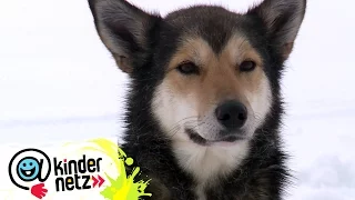 Wie unterscheiden sich Huskys von anderen Hunden? | OLI's Wilde Welt | SWR Kindernetz