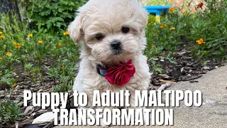 Life with A MALTIPOO Puppy From 2 Weeks old to Full Grown Adult Maltipoo!!PUPPY VIDEO COMPILATION🥺