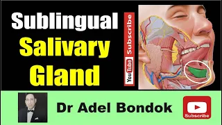 Anatomy of the Sublingual Salivary Gland, Dr Adel Bondok Making Anatomy Simple