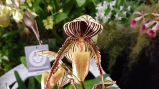 Выставка орхидей в Дрездене 2017. Exhibition of orchids in Dresden