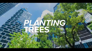 China is Planting 70 Billion Trees