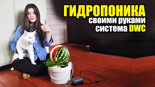 ГИДРОПОНИКА #1. Гидропонная система DWC  DWC Hydroponic System