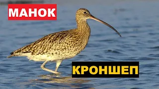 🔊ГОЛОС (МАНОК) КРОНШТЕП