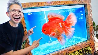 INILAH RAJANYA IKAN KOKI!!