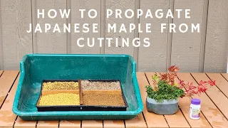 How to Propagate Japanese Maple from Cuttings