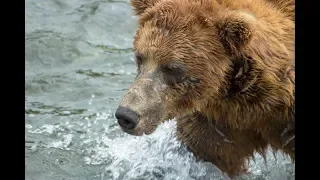 Grizzly Bears feed at Brooks Falls, Katmai National Park – July 2018