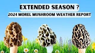 2024 Morel Mushroom Weather Report - Morel Hunt Early This Season