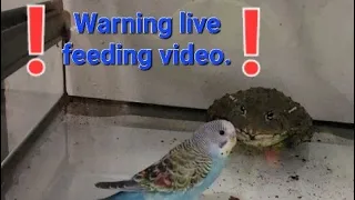 african bullfrog eating a live parakeet                ⚠️ warning live feeding video ⚠️