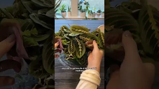 Repot my maranta with me