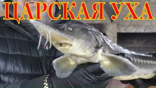 Царская уха из осетрины в казане на костре. Вкусный рецепт ухи. Гости довольны результатом.