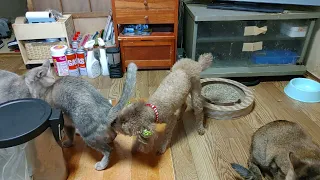 メス猫の尻を追いかけるオス犬