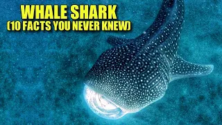 Whale Shark 🦈 (10 FACTS You've NEVER HEARD)