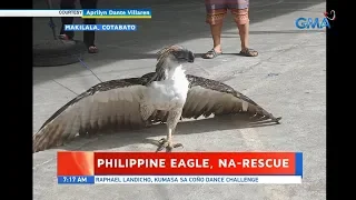 UB: Philippine eagle, na-rescue